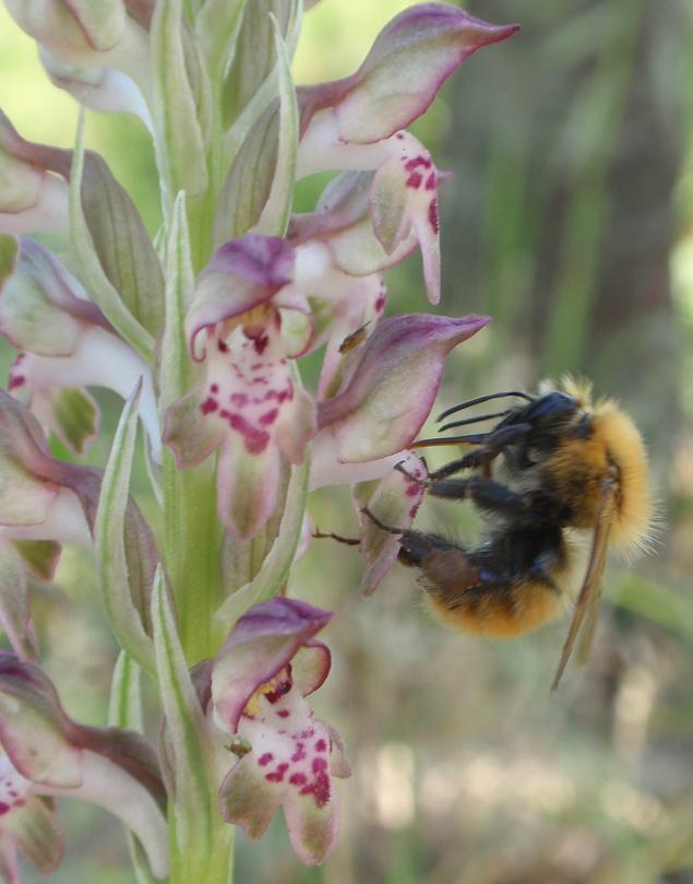 Anacamptis coriophora con impollinatori e...